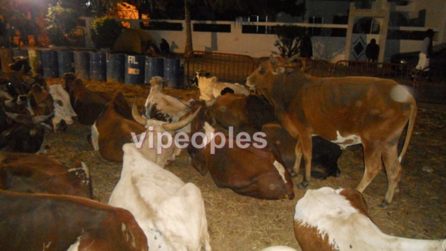 Une vache en fuite de chez Bethio Thioune séme la panique dans les rues de Dakar