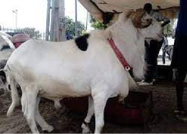Mbour – en plus de la satisfaction du marché de la tabaski par des nationaux, la filière ovine veut l’homologation du Ladoum Mbour – en plus de la satisfaction du marché de la tabaski par des nationaux, la filière ovine veut l’homologation du Ladoum