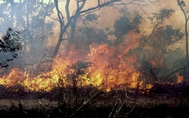 Kolda - lutte contre les feux de brousse : 22 cas notés et 717 ha dévastés, en l’espace de 13 jours