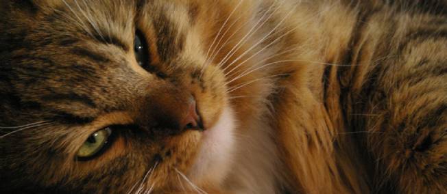 Un homme adopte 15 chats à la SPA... pour les faire cuire et les manger !