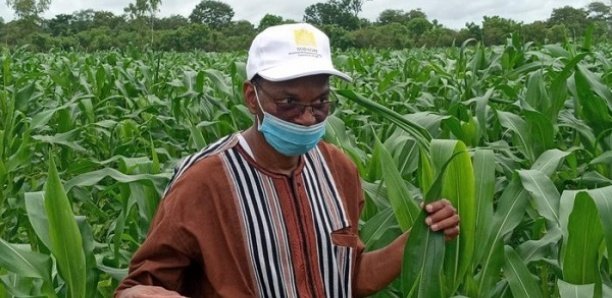 Budget de la campagne agricole porté à 70 milliards : Moussa Baldé mesure les impacts Budget de la campagne agricole porté à 70 milliards : Moussa Baldé mesure les impacts