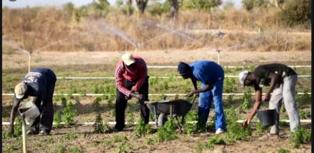 Stratégie nationale de mécanisation agricole : Vers la création de 28 000 emplois Stratégie nationale de mécanisation agricole : Vers la création de 28 000 emplois