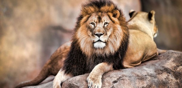Six lions fuyant la guerre en Ukraine refugiés en Espagne et en Belgique Six lions fuyant la guerre en Ukraine refugiés en Espagne et en Belgique