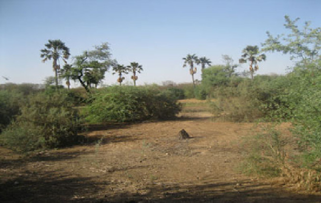 75 ha pour Sn Hlm, Cda et Ess : Sébikotane déclassée dans sa forêt classée