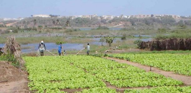 Tournée dans les Niayes: Les maraîchers posent leurs doléances à Aminata Assome Diatta Tournée dans les Niayes: Les maraîchers posent leurs doléances à Aminata Assome Diatta