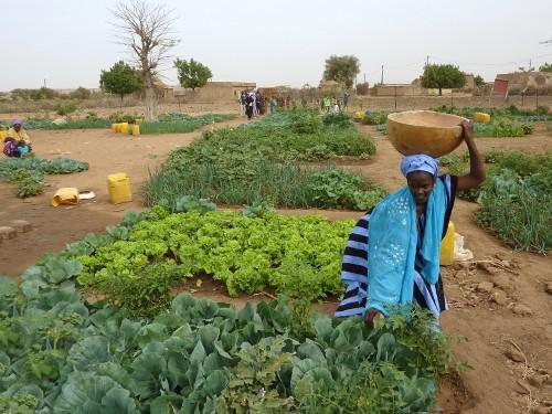 Filière horticole dans le bassin arachidier: Un manque de durabilité des périmètres collectifs relevé Filière horticole dans le bassin arachidier: Un manque de durabilité des périmètres collectifs relevé