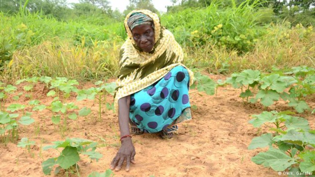 Sécheresse au Mali : African risk capacity verse 7,1 millions dollars américains pour soutenir la population Sécheresse au Mali : African risk capacity verse 7,1 millions dollars américains pour soutenir la population