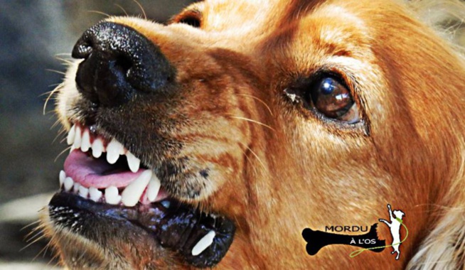 Un homme de 65 ans dévoré par ses cinq chiens Un homme de 65 ans dévoré par ses cinq chiens