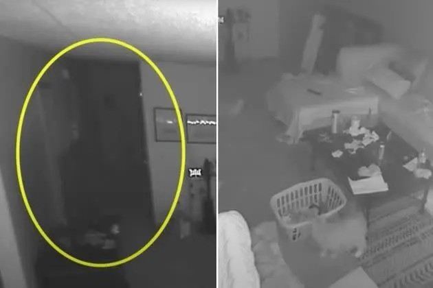 Filmé par une caméra de surveillance, un «fantôme» effraie des chats Filmé par une caméra de surveillance, un «fantôme» effraie des chats