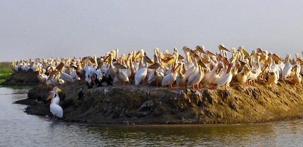Cadre mondial pour la biodiversité : Le Sénégal plaide pour «une harmonie avec la nature» Cadre mondial pour la biodiversité : Le Sénégal plaide pour «une harmonie avec la nature»