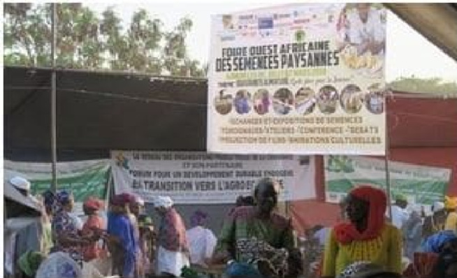 Promotion de l’agro-écologie en Afrique de l’ouest : Djimini ou le refus d’un néocolonialisme par le biais de la semence Promotion de l’agro-écologie en Afrique de l’ouest : Djimini ou le refus d’un néocolonialisme par le biais de la semence