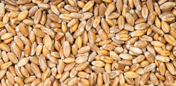 Recherche : L’Isra va lancer une variété de blé adapté au Sénégal