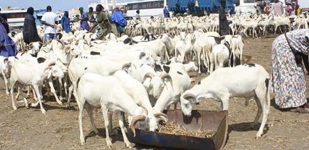 Podor: La rareté des pâturages fait craindre le retour de la transhumance Podor: La rareté des pâturages fait craindre le retour de la transhumance