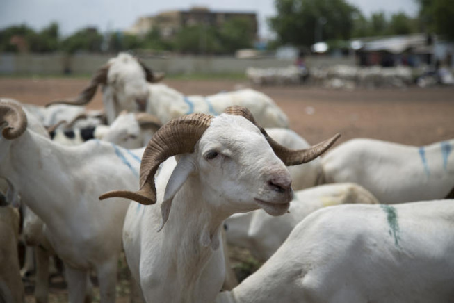 Embargo économique du Mali: Le marché sénégalais sera bien ravitaillé en moutons de Tabaski Embargo économique du Mali: Le marché sénégalais sera bien ravitaillé en moutons de Tabaski