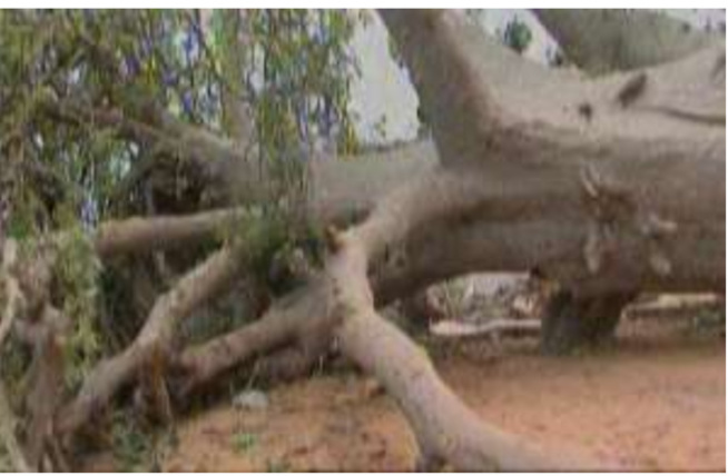 Saly Portudal : Le village artisanal secoué par la chute d’un vieux baobab