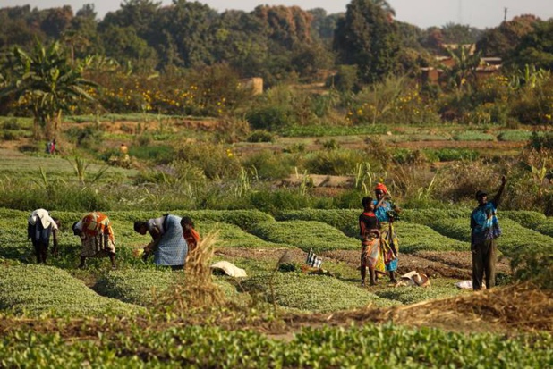 Productions agricoles efficaces et en garantissant le respect de l’environnement : Un rapport mondial explique la capacité transformatrice de l'agroécologie au Kenya, en Ouganda et au Sénégal Productions agricoles efficaces et en garantissant le respect de l’environnement : Un rapport mondial explique la capacité transformatrice de l'agroécologie au Kenya, en Ouganda et au Sénégal