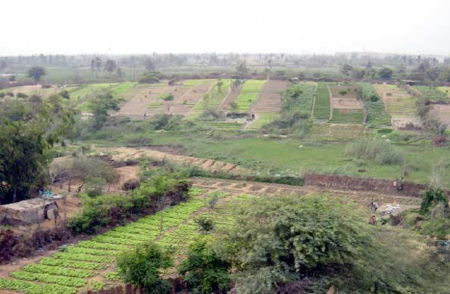 Saccage en règle dans la zone des Niayes : Une mort à petit feu se dessine dans un poumon vert Saccage en règle dans la zone des Niayes : Une mort à petit feu se dessine dans un poumon vert