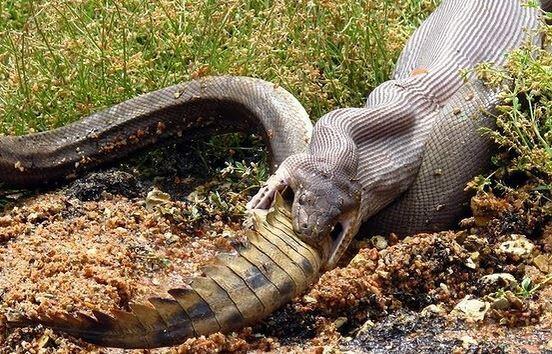 Australie: un serpent avale un crocodile Australie: un serpent avale un crocodile