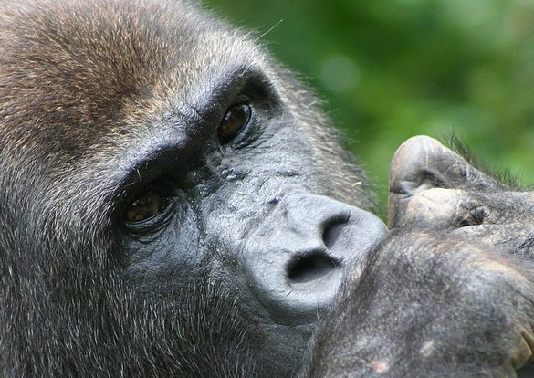 PALUDISME - " Ce sont les grands singes africains qui ont infecté les hommes du monde "