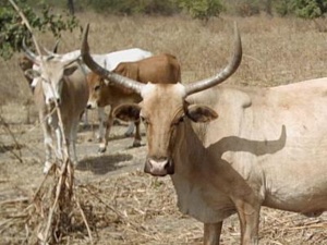PHOTO - Cameroun : Un enfant transformé en bœuf fait le tour des églises PHOTO - Cameroun : Un enfant transformé en bœuf fait le tour des églises