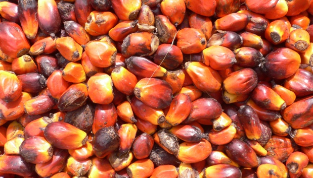L’Indonésie suspend toutes ses exportations d’huile de palme, plongeant le marché des oléagineux dans la tourmente L’Indonésie suspend toutes ses exportations d’huile de palme, plongeant le marché des oléagineux dans la tourmente