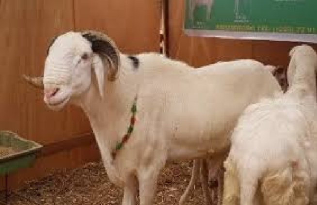 Ouf de soulagement des propriétaires de bétail de la ville de Touba : Cheikh Diouf, un grand voleur arrêté à Kael Ouf de soulagement des propriétaires de bétail de la ville de Touba : Cheikh Diouf, un grand voleur arrêté à Kael