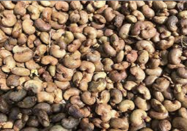 Transport des noix d'acajou de Ziguinchor à Dakar : Les opérateurs locaux râlent contre leur obligation faite d’emprunter la voie maritime Transport des noix d'acajou de Ziguinchor à Dakar : Les opérateurs locaux râlent contre leur obligation faite d’emprunter la voie maritime