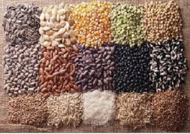 Kaolack - Mise en place des semences et intrants agricoles : Les producteurs toujours dans l'impasse Kaolack - Mise en place des semences et intrants agricoles : Les producteurs toujours dans l'impasse