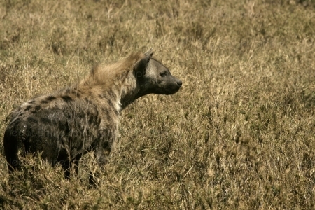 Nu dans la brousse "pour devenir riche", une hyène lui dévore le pénis