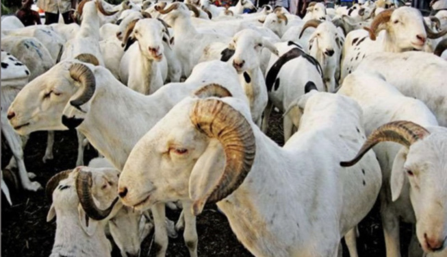 Approche de la tabaski et embargo sur le Mali : Les éleveurs demandent aux populations d’acheter à l'avance leurs moutons Approche de la tabaski et embargo sur le Mali : Les éleveurs demandent aux populations d’acheter à l'avance leurs moutons