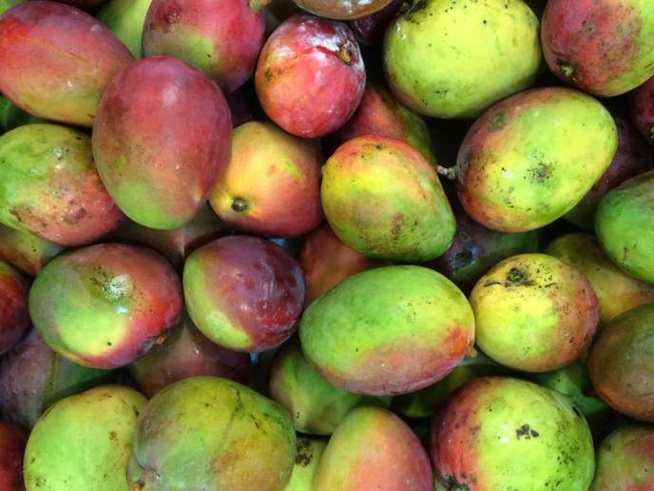 Agriculture : Les exportations de mangues ont atteint un niveau record… Agriculture : Les exportations de mangues ont atteint un niveau record…