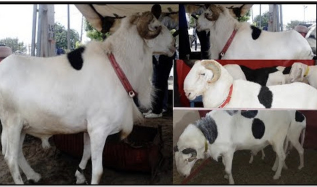 Pour vol de bêtes de race : un sexagénaire condamné à 2 ans, dont six mois ferme Pour vol de bêtes de race : un sexagénaire condamné à 2 ans, dont six mois ferme