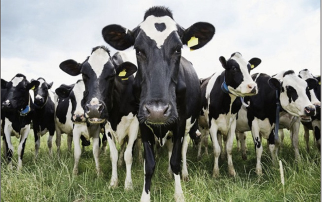 Vol de bétail : Un vieux de 65 ans vole des vaches estimées à plus de 3 millions FCfa Vol de bétail : Un vieux de 65 ans vole des vaches estimées à plus de 3 millions FCfa