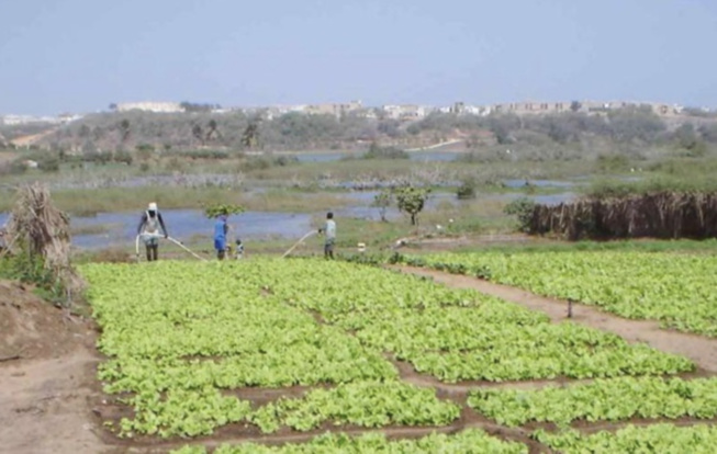 NIAYES : UN TECHNICIEN ALERTE SUR L'UTILISATION ABUSIVE DE L’URÉE NIAYES : UN TECHNICIEN ALERTE SUR L'UTILISATION ABUSIVE DE L’URÉE