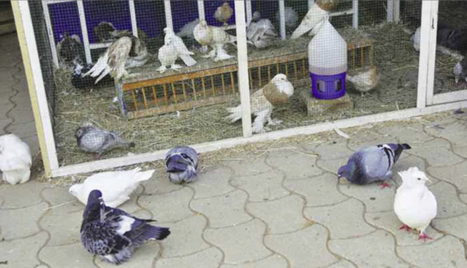 FIARA 2022 : Pourquoi cet éleveur refuse de vendre un couple de pigeons à 1.500.000 Cfa…? FIARA 2022 : Pourquoi cet éleveur refuse de vendre un couple de pigeons à 1.500.000 Cfa…?