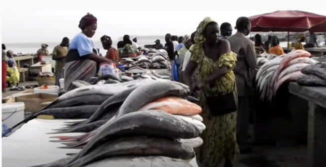 Thiès: La construction d’un nouveau marché aux poissons, lancée Thiès: La construction d’un nouveau marché aux poissons, lancée
