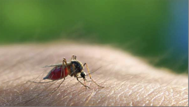 Plus de 60 décès dus au paludisme en 2021 : Tambacounda reste dans la zone rouge Plus de 60 décès dus au paludisme en 2021 : Tambacounda reste dans la zone rouge