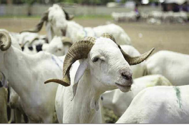 Prix du mouton de la Tabaski 2022 : La cherté inquiète Gorgorlou Prix du mouton de la Tabaski 2022 : La cherté inquiète Gorgorlou