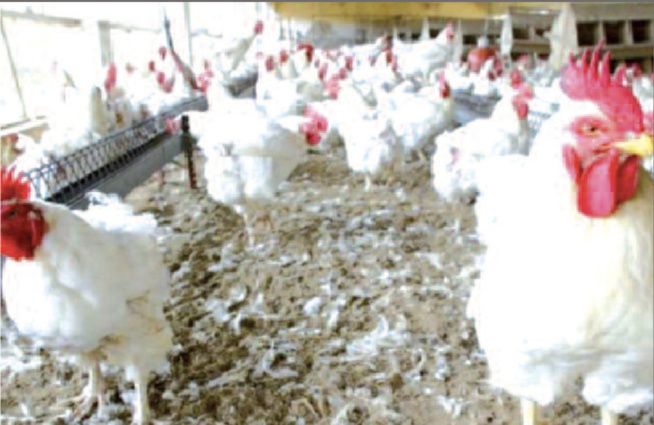 Crise dans le secteur avicole : Les acteurs veulent des mesures urgentes Crise dans le secteur avicole : Les acteurs veulent des mesures urgentes