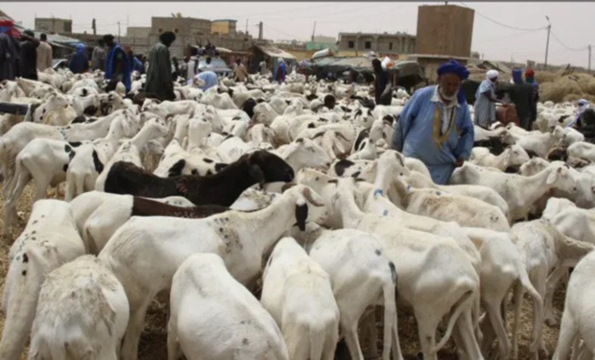 Tabaski 2022 : Des moutons seront convoyés du Mali vers le Sénégal Tabaski 2022 : Des moutons seront convoyés du Mali vers le Sénégal