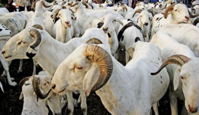 5500 moutons du Mali, une insulte à l’élevage du mouton sénégalais 5500 moutons du Mali, une insulte à l’élevage du mouton sénégalais