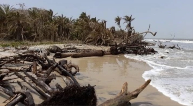 Commune de Diembéring : L’avancée de la mer menace l’écosystème de Nikine Commune de Diembéring : L’avancée de la mer menace l’écosystème de Nikine