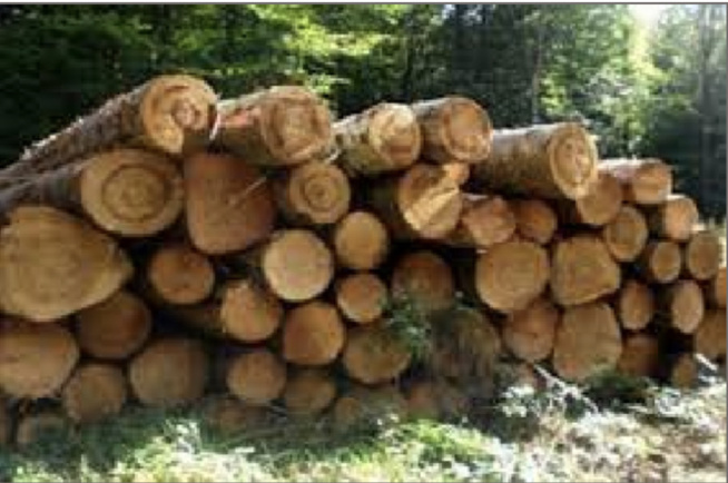 Gambie : l’exportation de bois suspendue, sur fond d’accusations de trafic