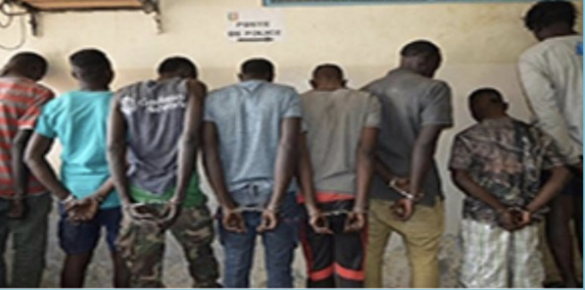 Vol de bétails, trafic de chanvre indien: un gang démantelé à Keur Massar Vol de bétails, trafic de chanvre indien: un gang démantelé à Keur Massar