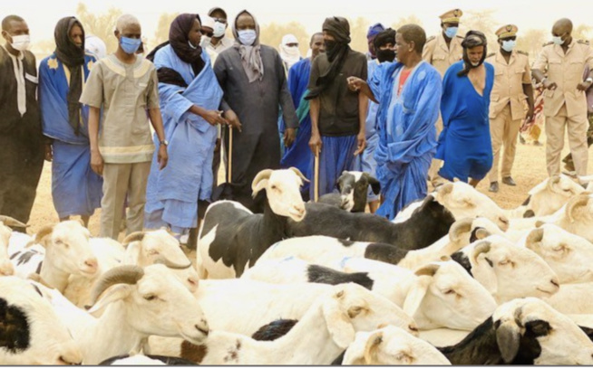 Tabaski 2022: Le ministre de l’Elevage annonce un excédent de plus de 15.000 moutons