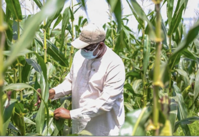 Souveraineté alimentaire: Une enveloppe de 1021 milliards de FCfa dégagée Souveraineté alimentaire: Une enveloppe de 1021 milliards de FCfa dégagée