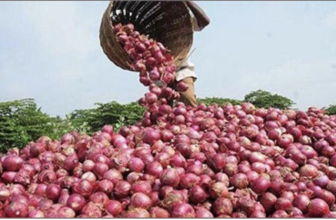 Prés de 1000 tonnes d'oignon stockées au marché d'intérêt national Prés de 1000 tonnes d'oignon stockées au marché d'intérêt national