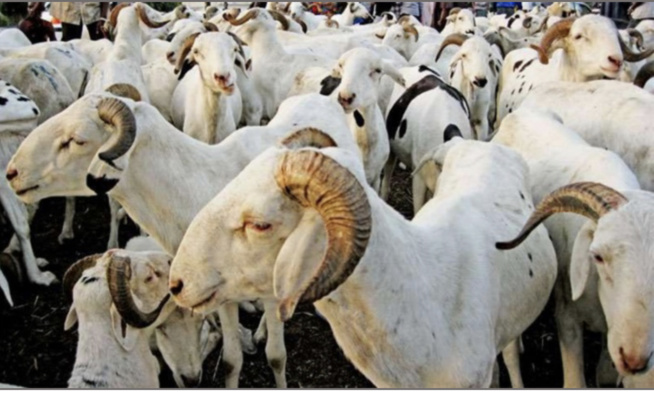 Tabaski : Le thiogal attire les gorgorlou, mais le vol de moutons hante les vendeurs Tabaski : Le thiogal attire les gorgorlou, mais le vol de moutons hante les vendeurs