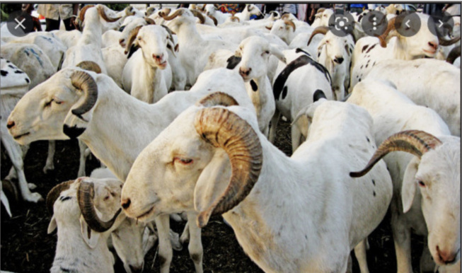 Fête de Tabaski : le Chef de l’Etat salue le bon déroulement des célébrations Fête de Tabaski : le Chef de l’Etat salue le bon déroulement des célébrations