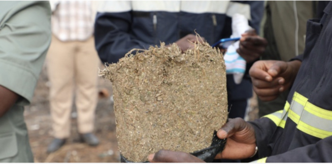 Joal : 253 Kg de Yamba saisis par la Brigade territoriale Joal : 253 Kg de Yamba saisis par la Brigade territoriale